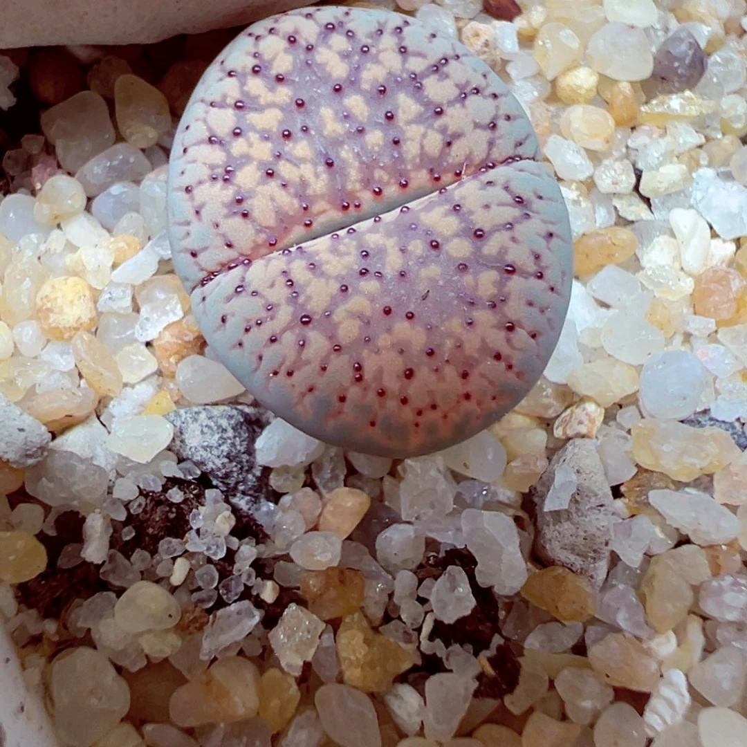 有***风精致优秀的肉肉804-71