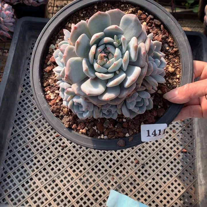 捂****1411多头一个嗯嗯嗯嗯嗯嗯好喜欢