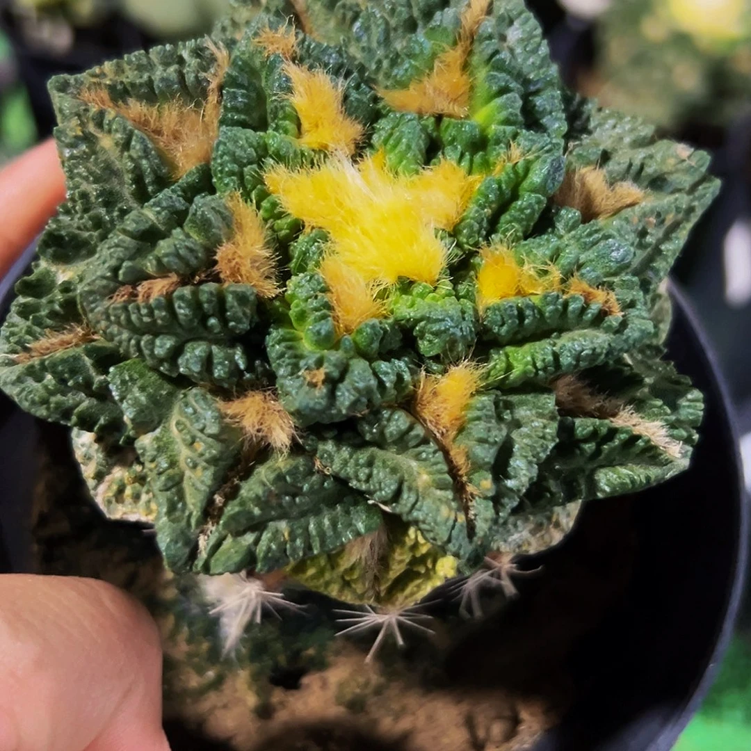 无花朵隔尤龟甲牡丹978