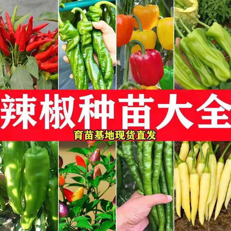 【基地直发】精选辣椒秧苗朝天椒苗四季栽盆栽地栽阳台辣椒树