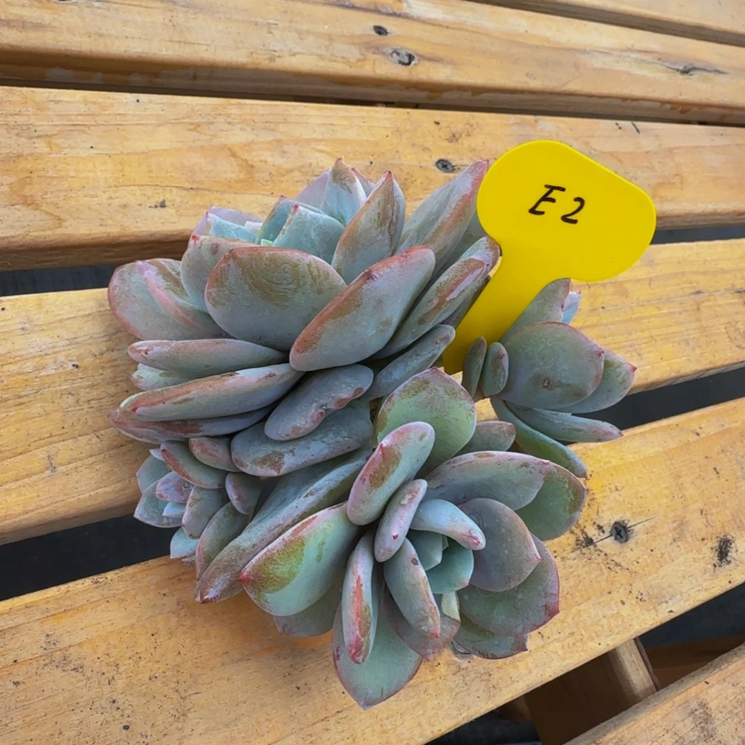 e e e e e e e e e 2