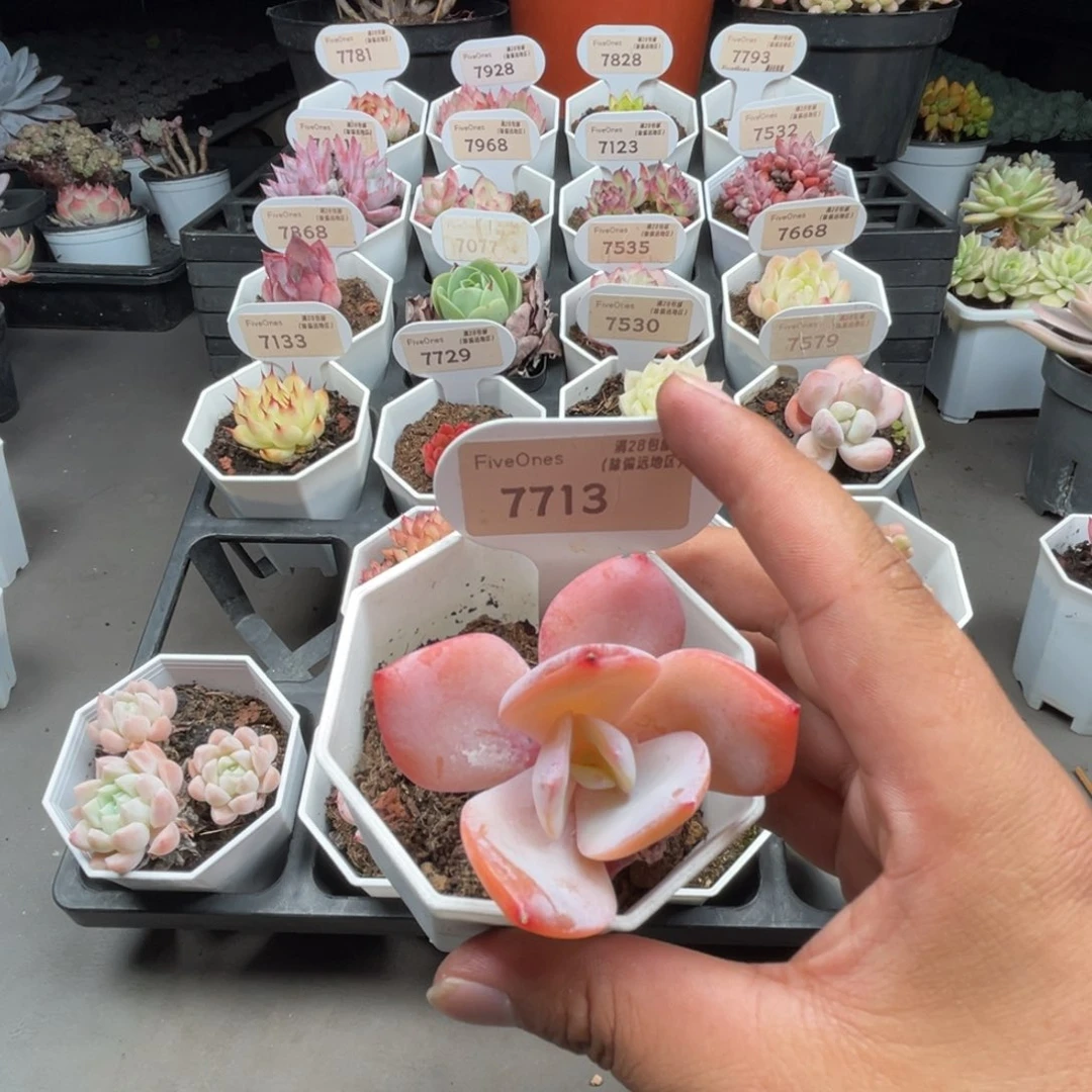 7713奶茶  5.0厘米