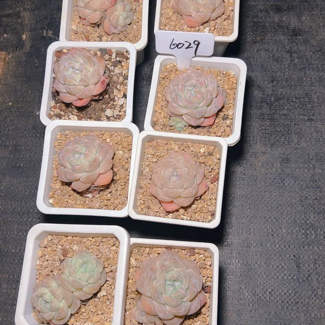 文*冰玉十颗6029号一物一拍