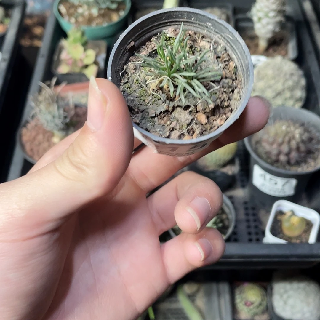 815迷你海葱（满18包邮）