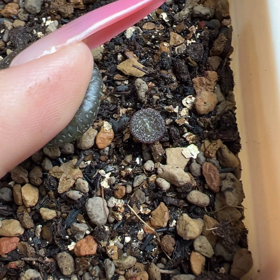 绵***糖特选603安贞多肉植物