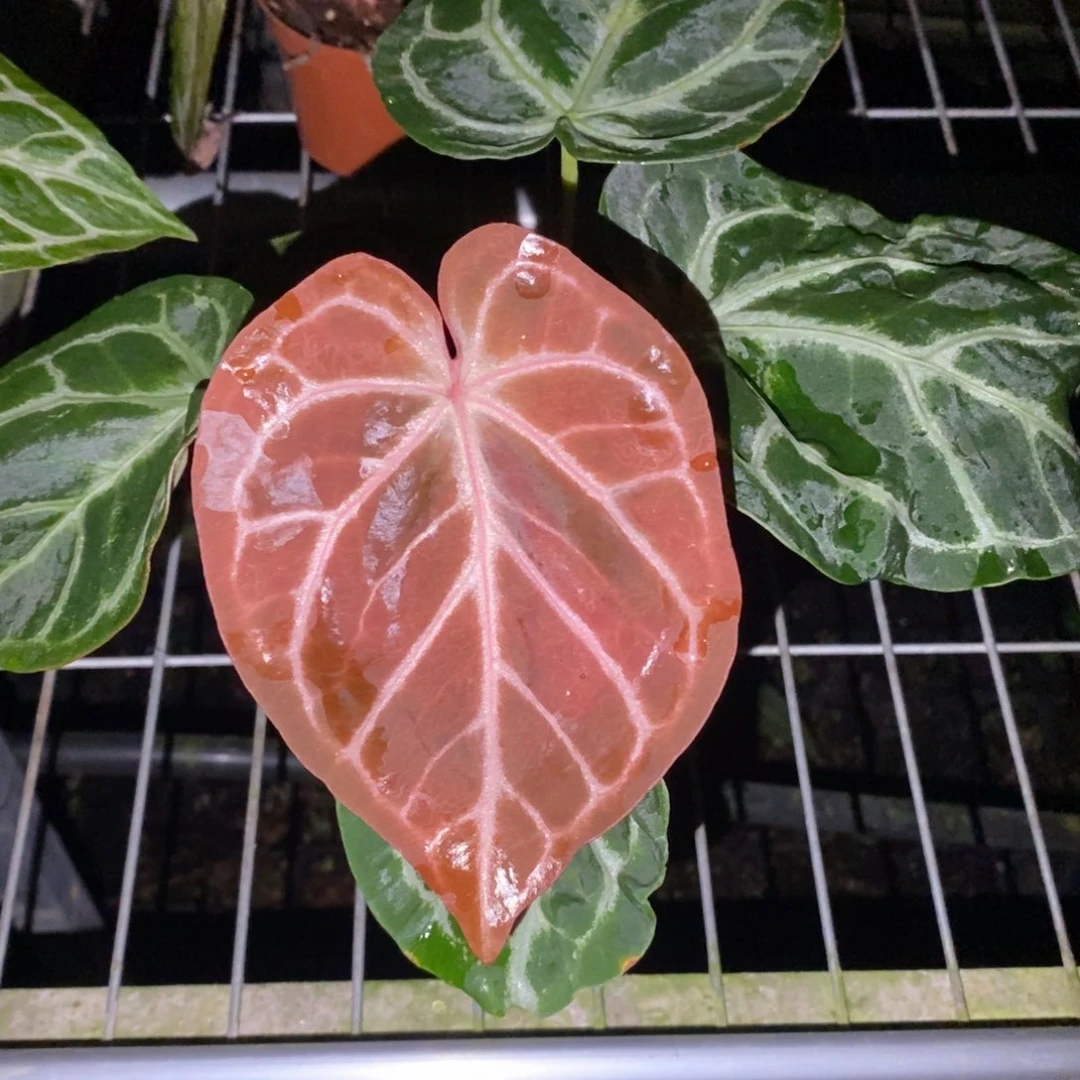 不开花植物46 红水晶*絮状
