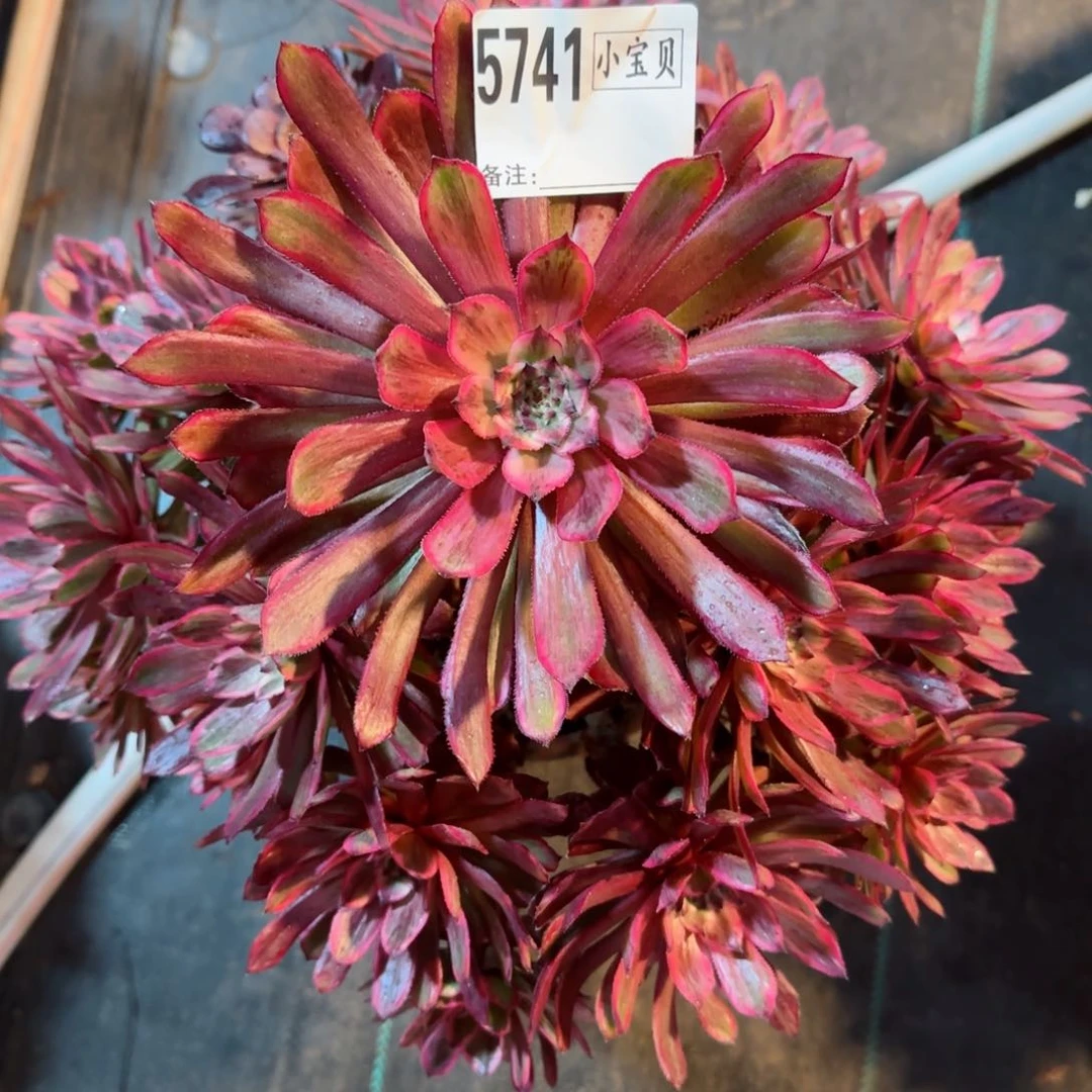 5741多肉紫霞多肉多肉