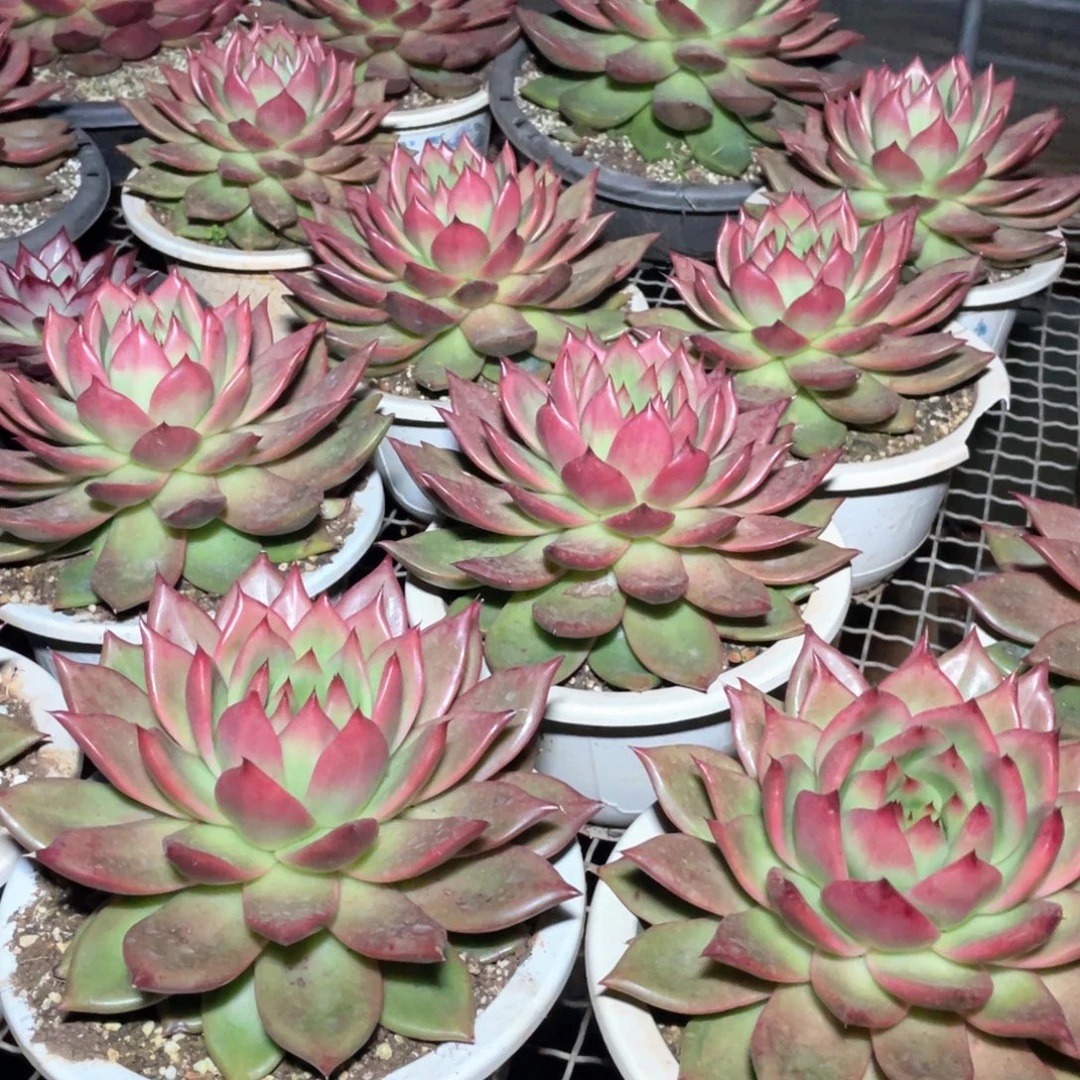 多肉植物多肉植物0522