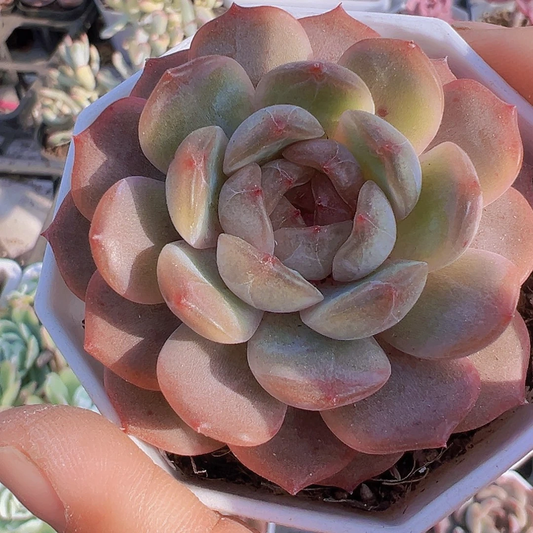 红恋19包邮八角多肉植物