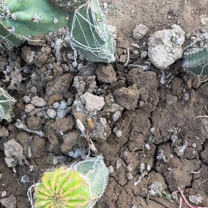 241嫁接丽花3公分左右脱土发货斑，20包邮