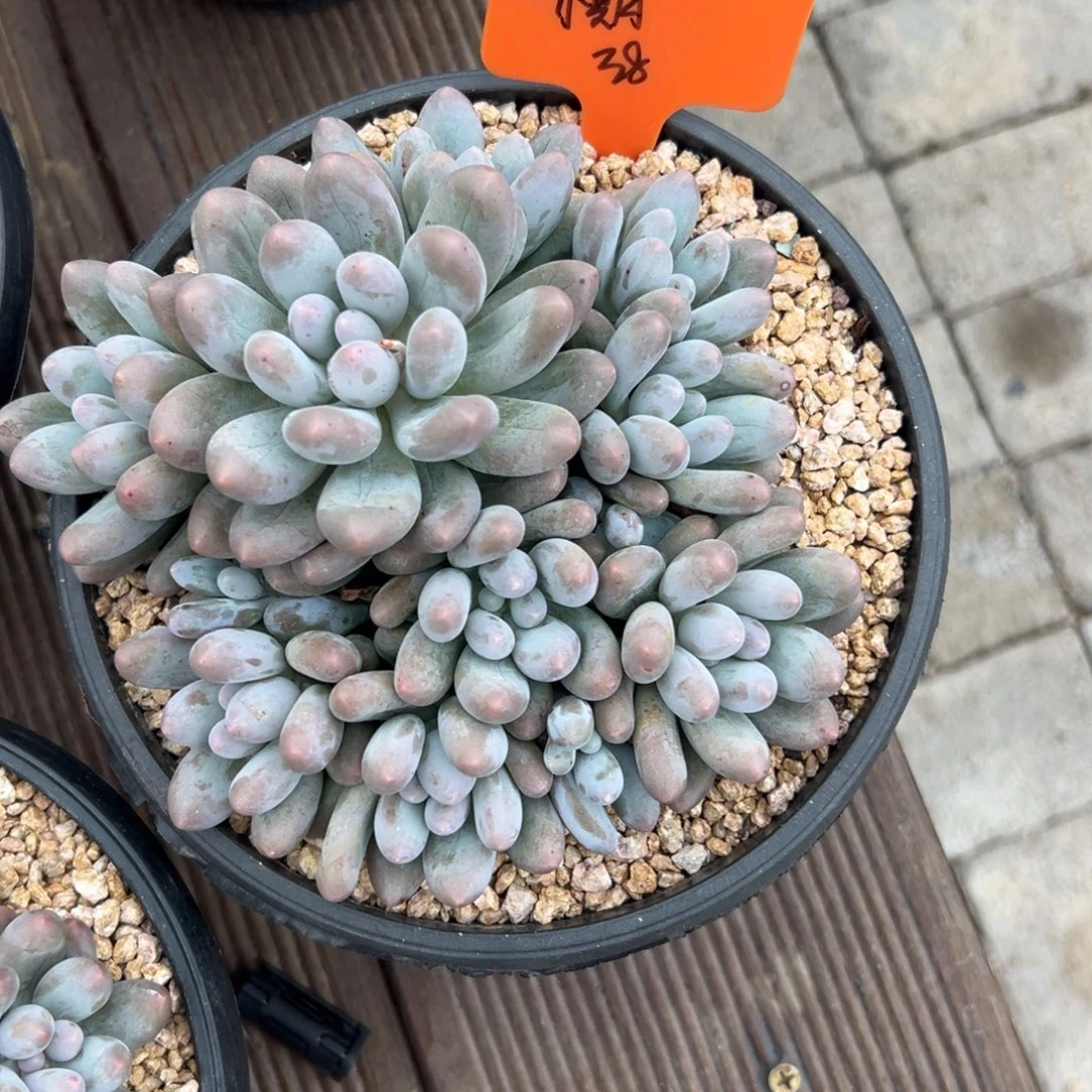 小***期汤圆1111111111111111