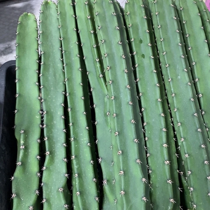 黑刺绣谱实生一代侧芽保20公分