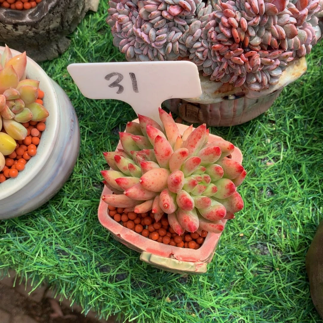 多肉植物727727383@e