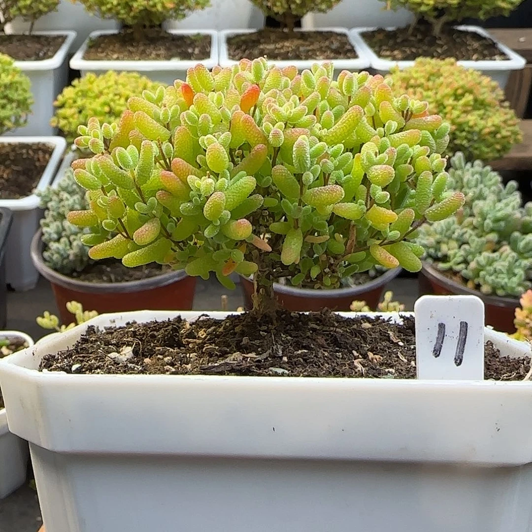 蜜橘糖球一物一拍