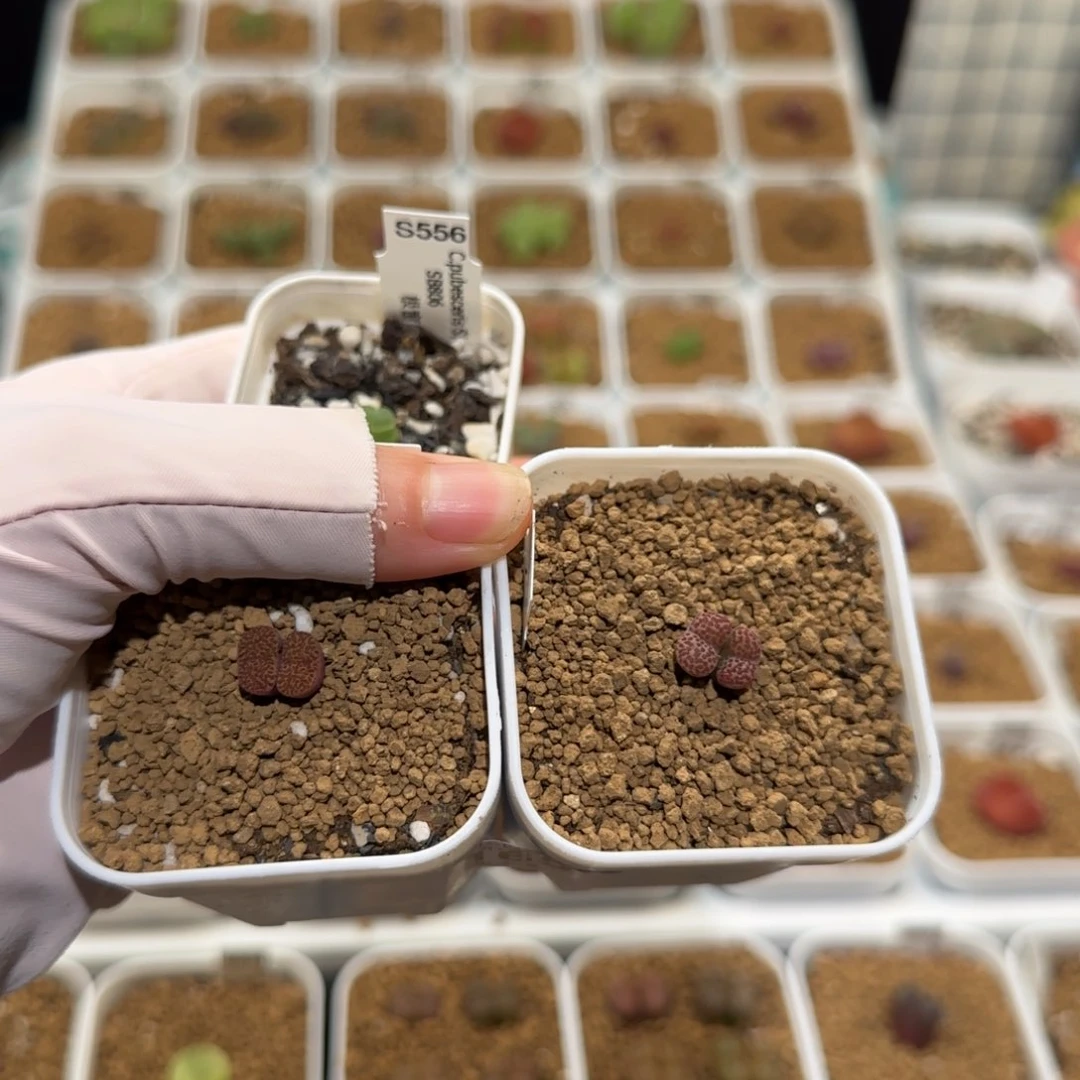 盐***球肉锥多肉植物百科-165