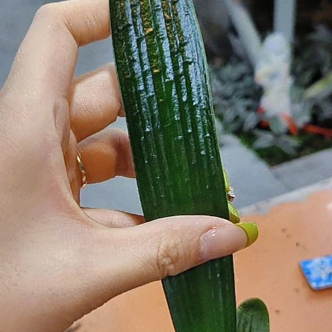 完全开放一自己异界之九阳真经