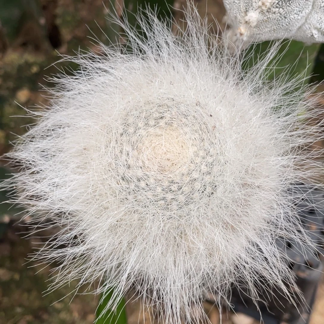 全部花朵雪辕玉翁 仙人球