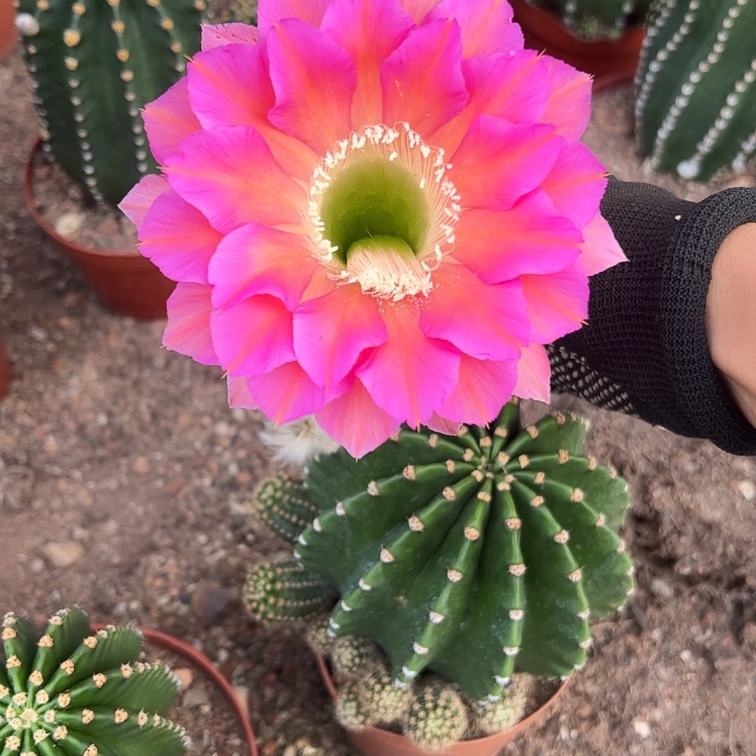 @***1实生黑金刚4678999