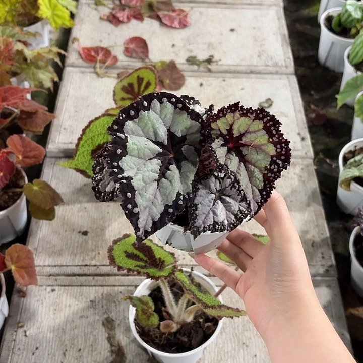 完全开放多尔且比塔