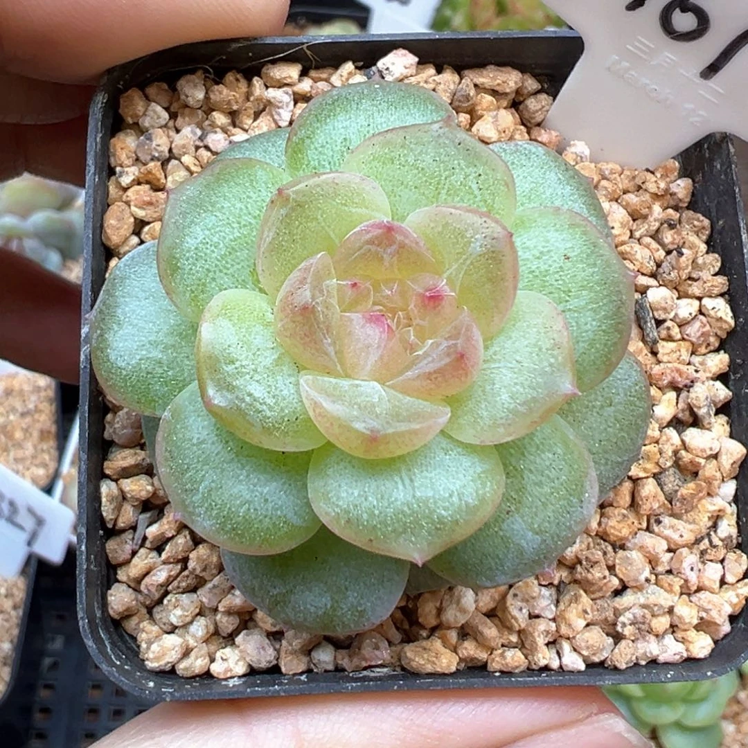 161号风花雪月系列仙音