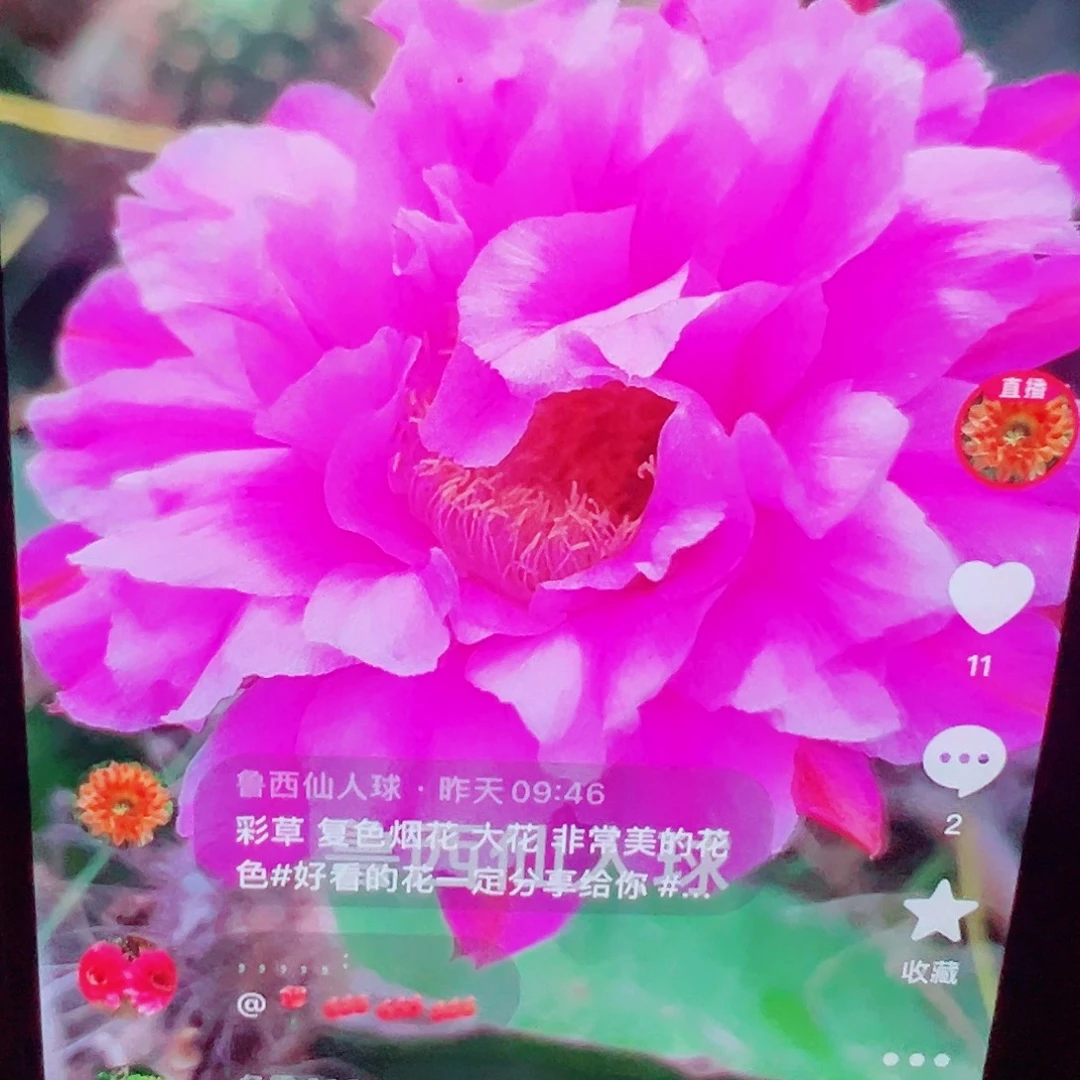 彩草 复色烟花 侧芽 满20包邮
