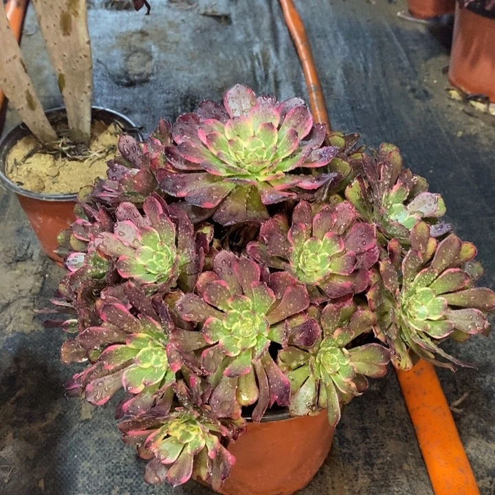 黑金刚多肉植物30