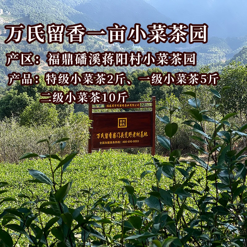 万氏留香福鼎白茶磻溪蒋阳村一亩小菜茶茶园