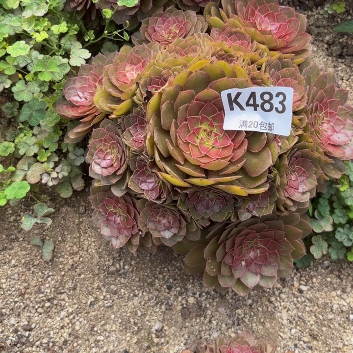 瑞妈多肉园艺483桃花石