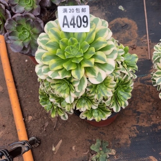 409迈巴赫变异不包断枝