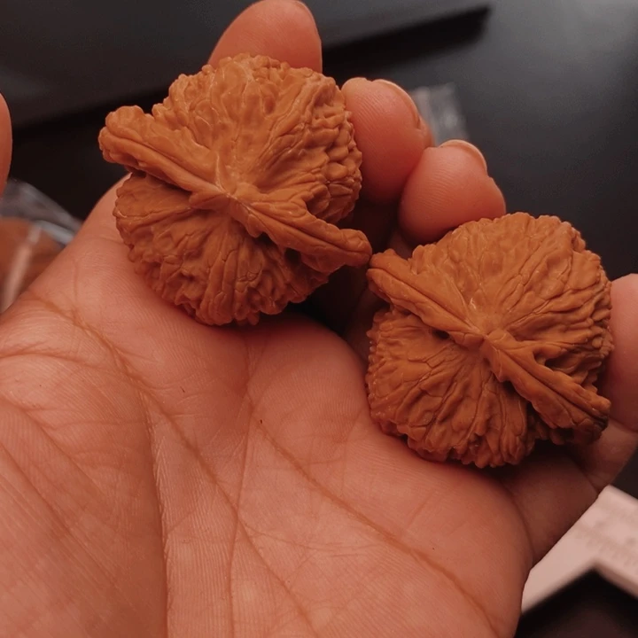核桃白狮子42尺核桃