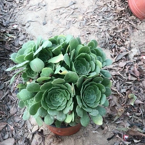 A***单绿玫瑰法师多肉植物12