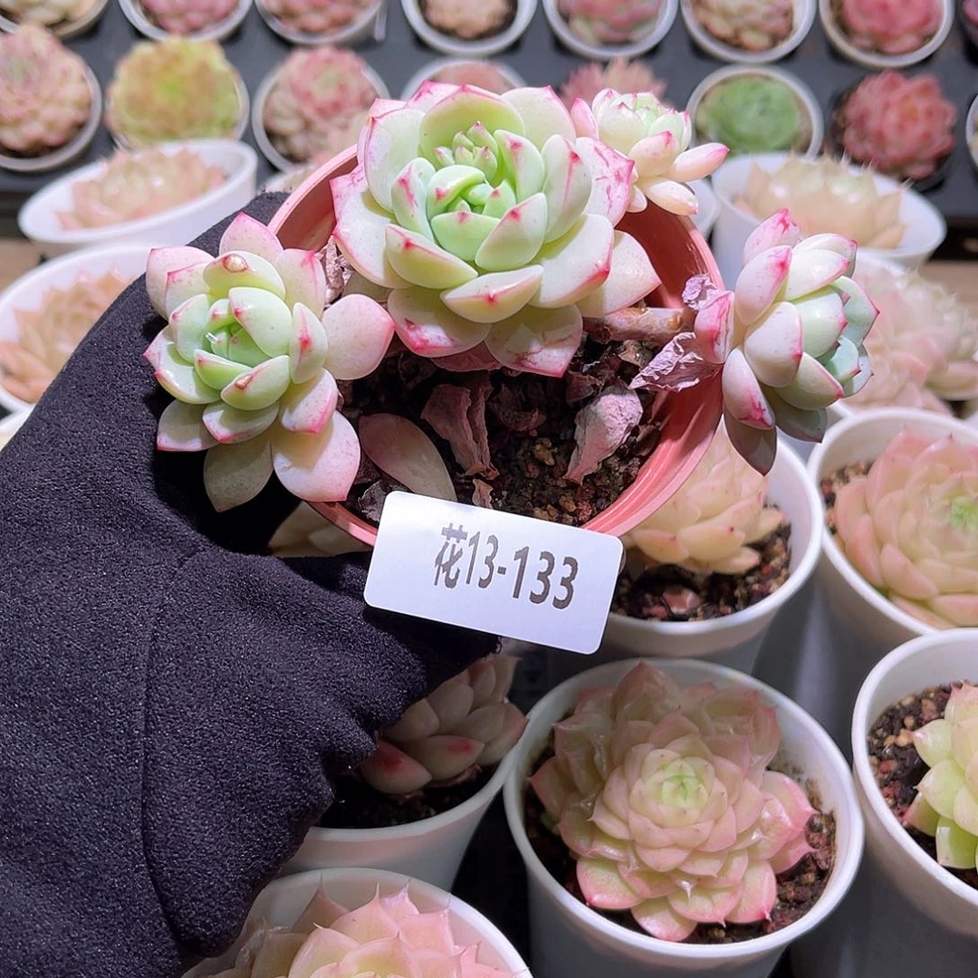 花利美13-133香草群