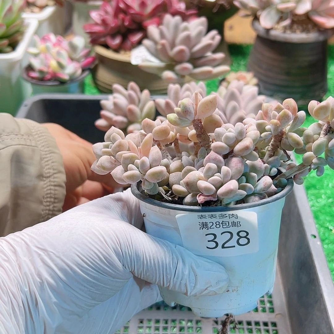 无花朵多肉一物一拍328