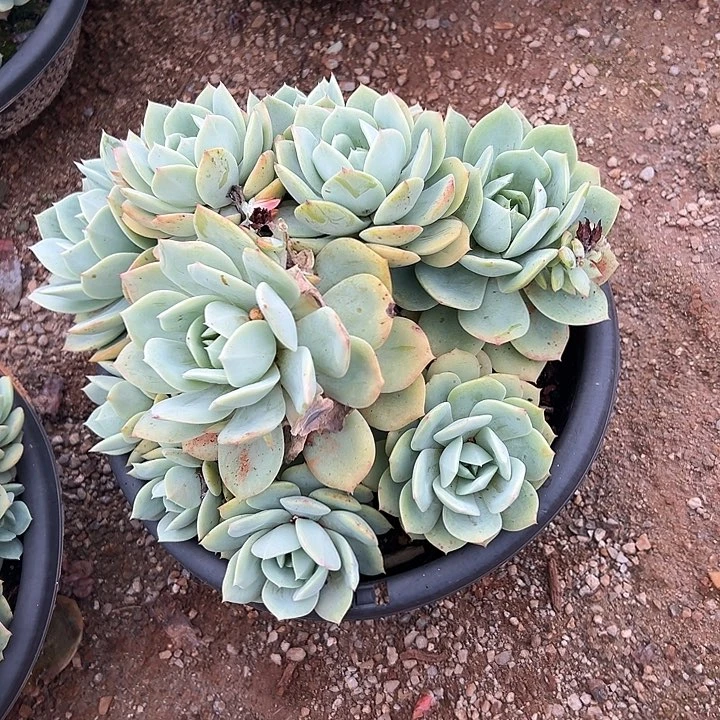 新****）多肉植物实物199