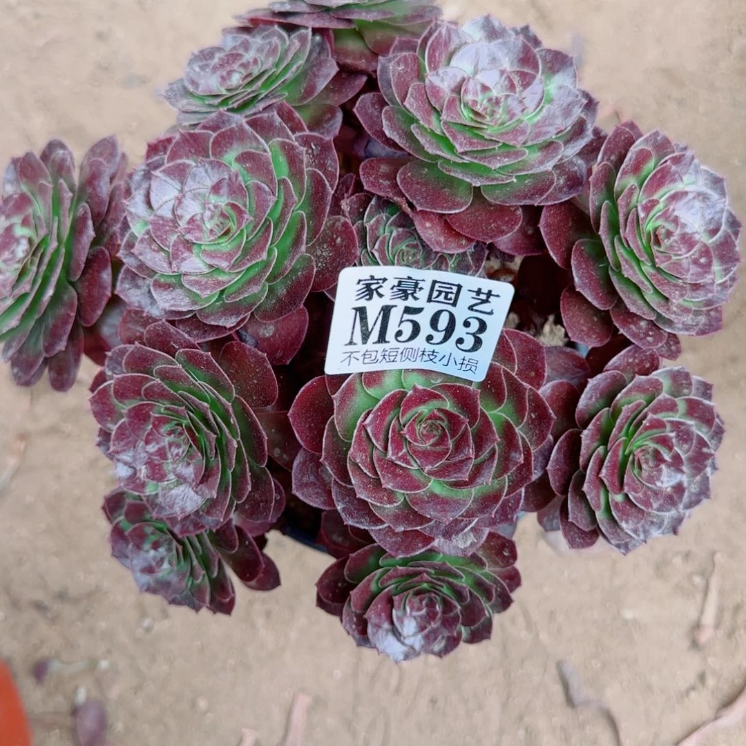 黑珍珠法师593冠幅22