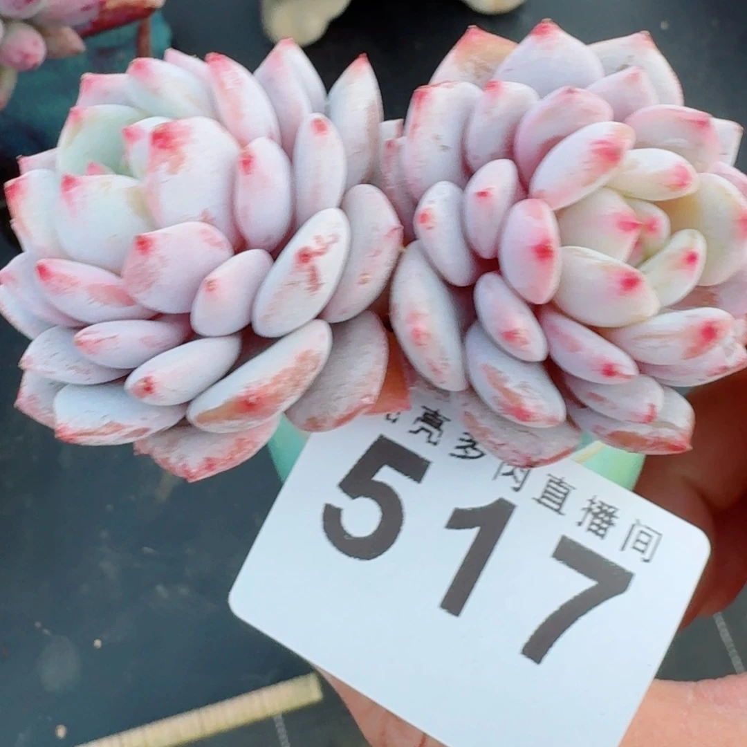 星星橙      愿你一路坦途，乘风破浪展宏图