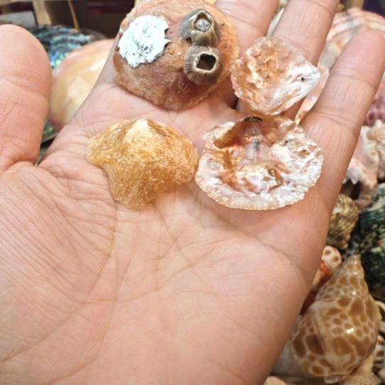 石材天然海螺贝壳不等蛤