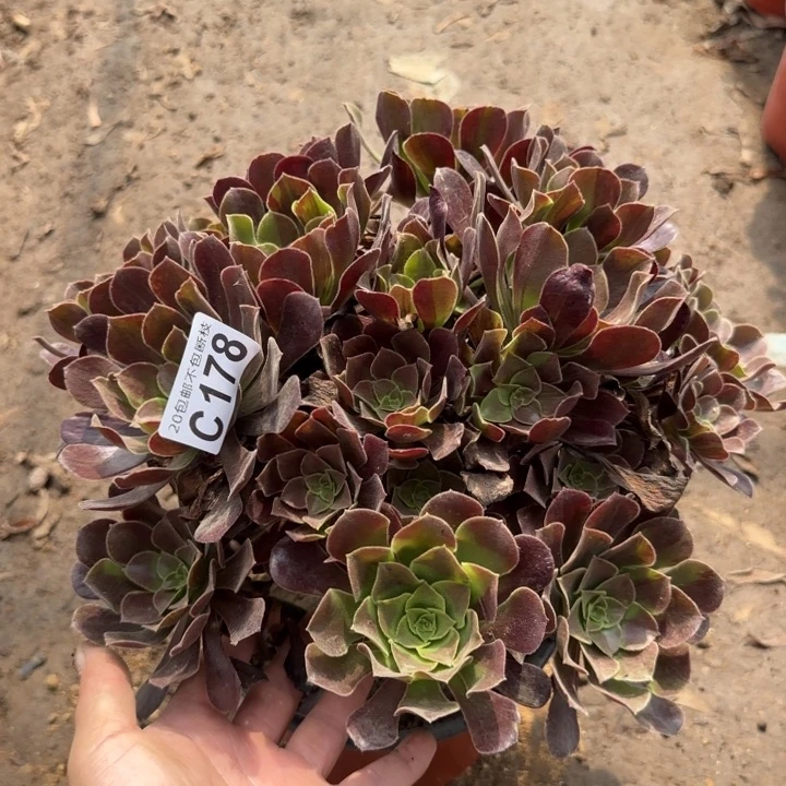 欧诺拉……多肉植物……