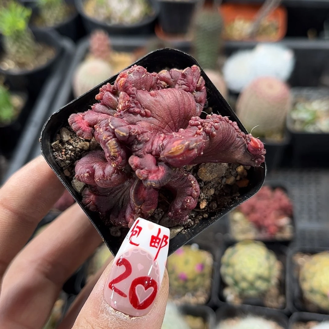 高沙石化单头发货有根