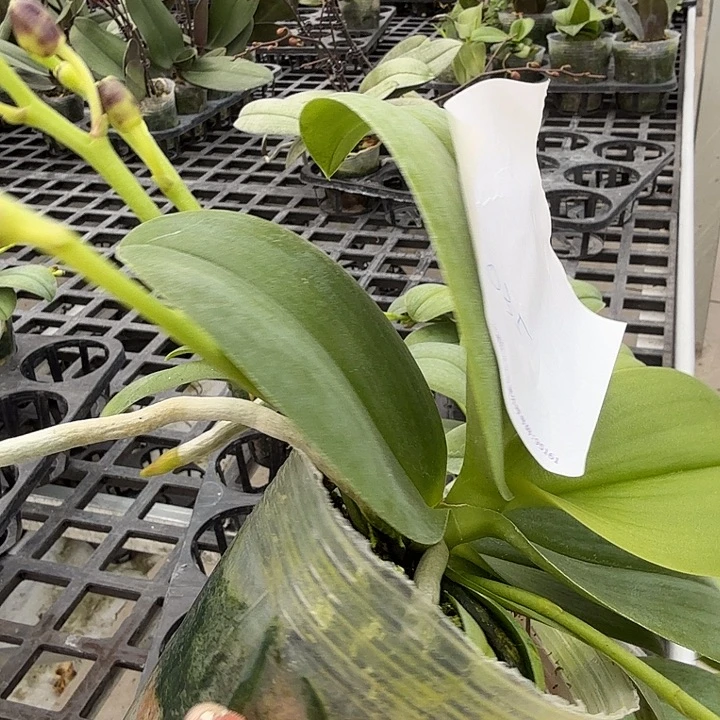 是***你大部分开放少量花苞035