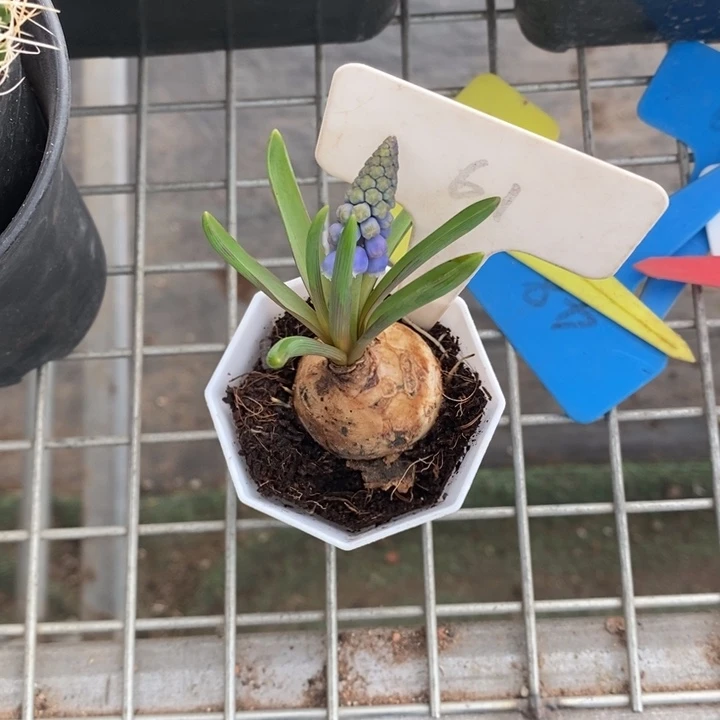 派****啦伯克利和格蕾纳等著名音乐家