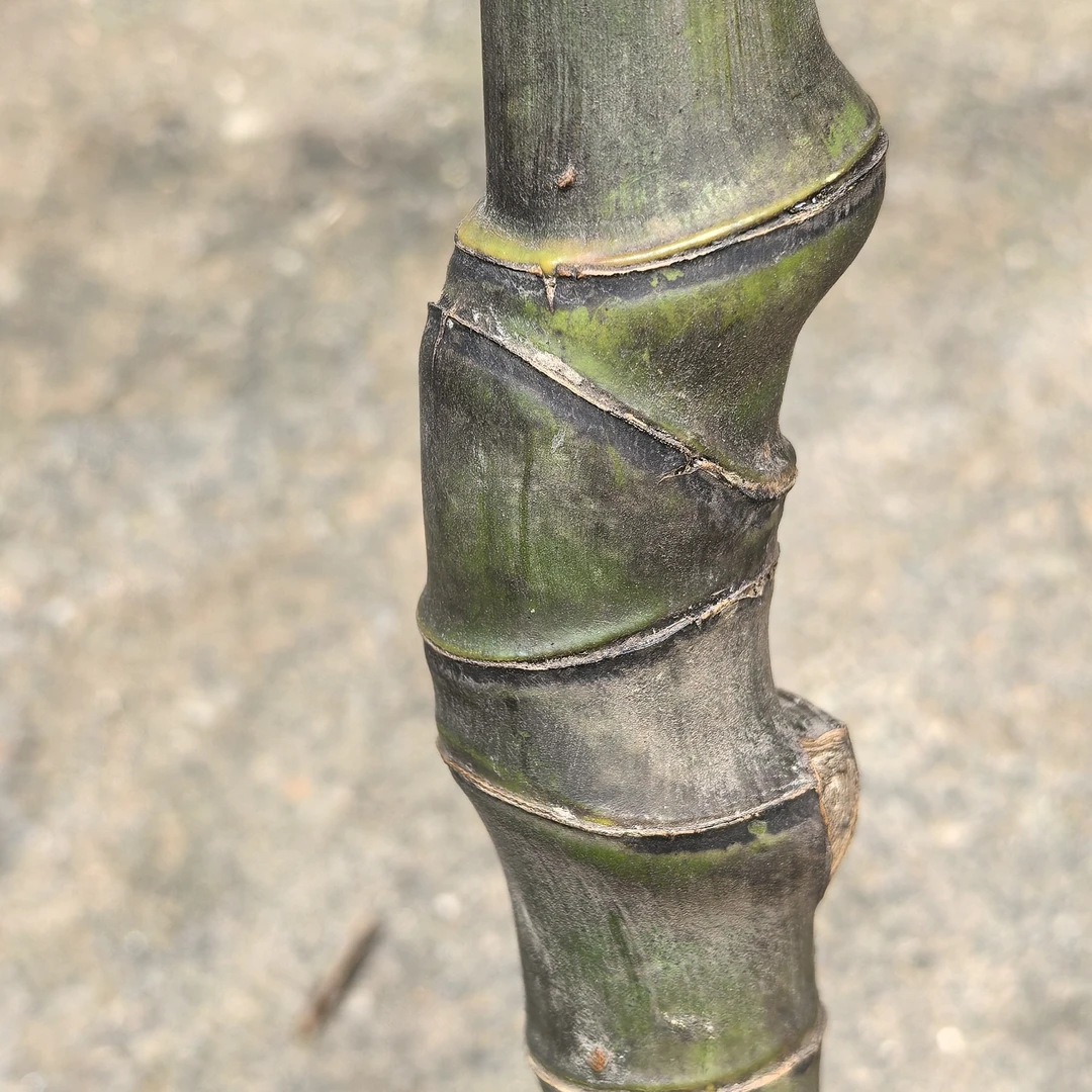 江西抚州正宗红心种竹