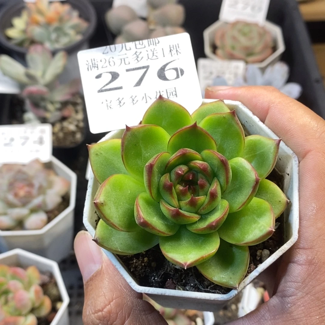 月亮石一物一拍满20元包邮满26送一颗