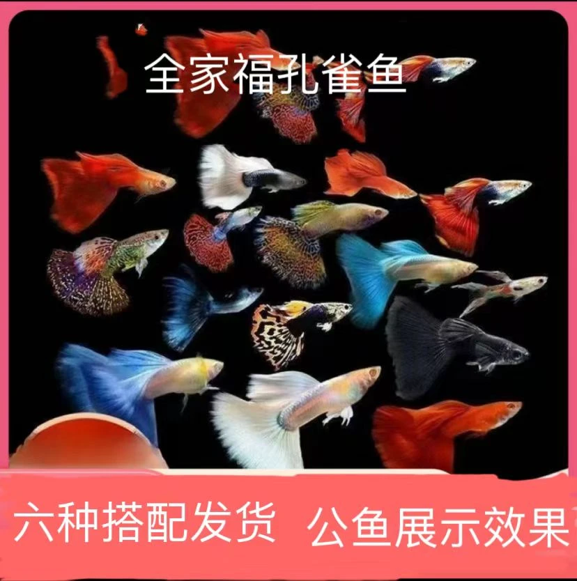 好看好养的精品孔雀鱼全家福