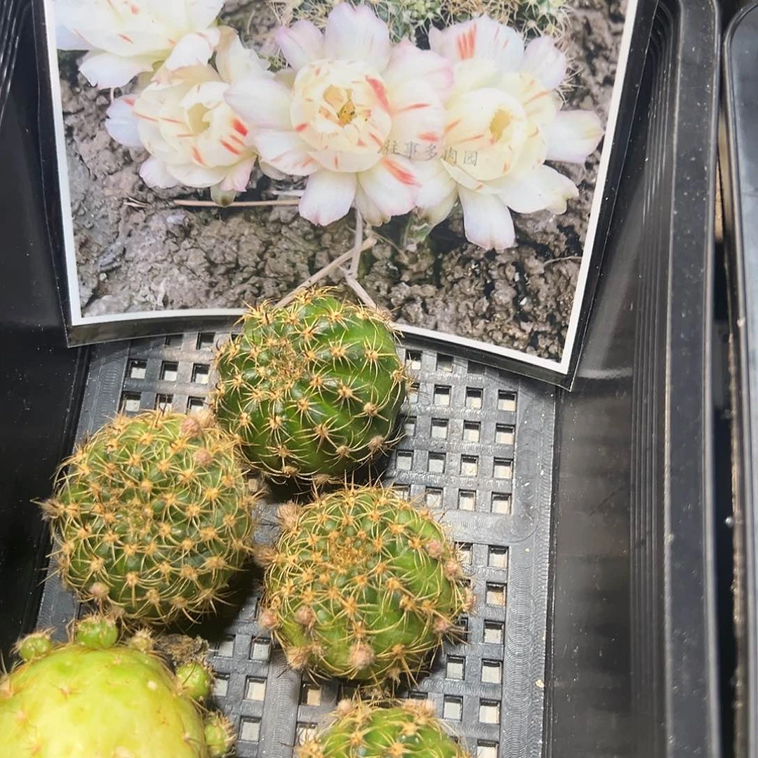 圆瓣白拉丝带花苞丽花