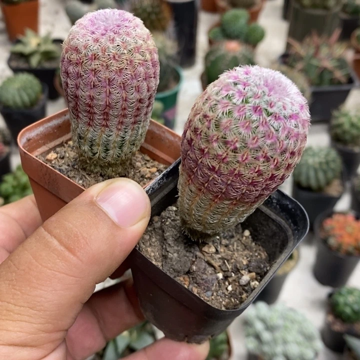 实生红太阳两颗特价孤品