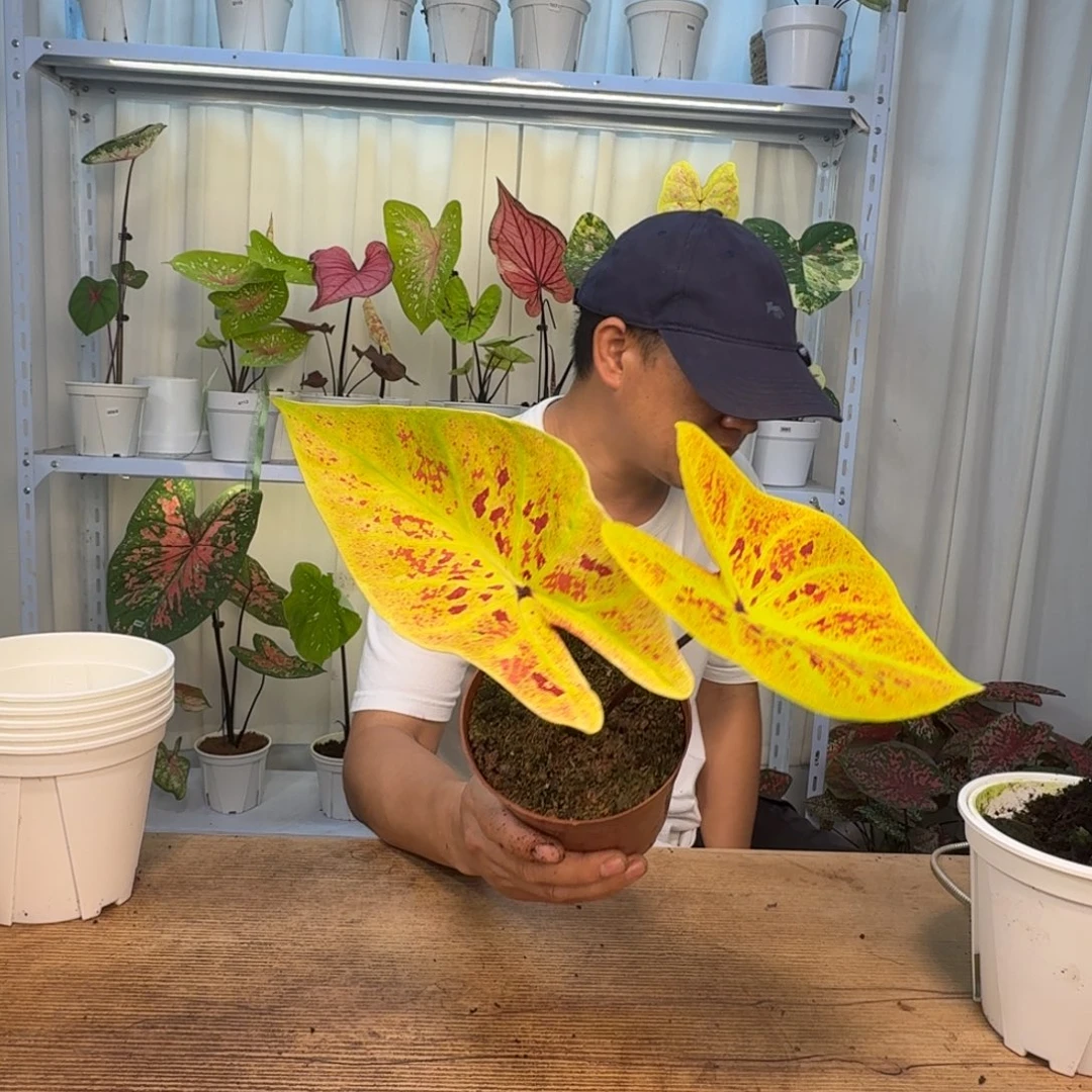 无花朵金灿   0655