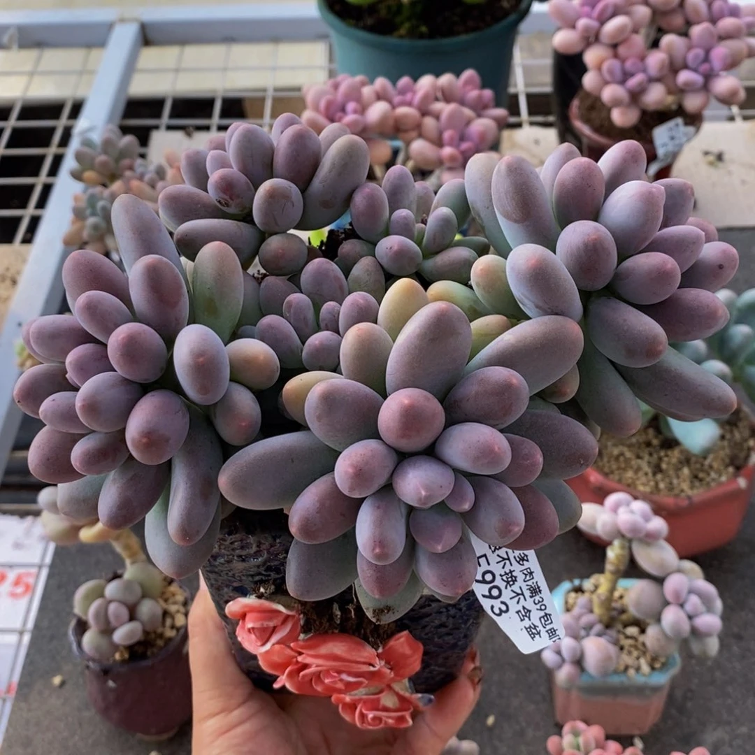 蛋黄奶酪993/15cm多肉