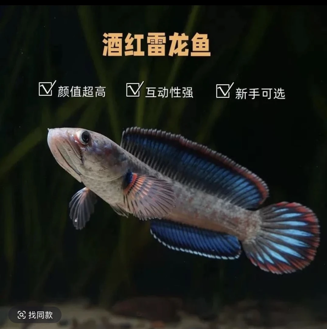 酒红苗子直播间补差价。