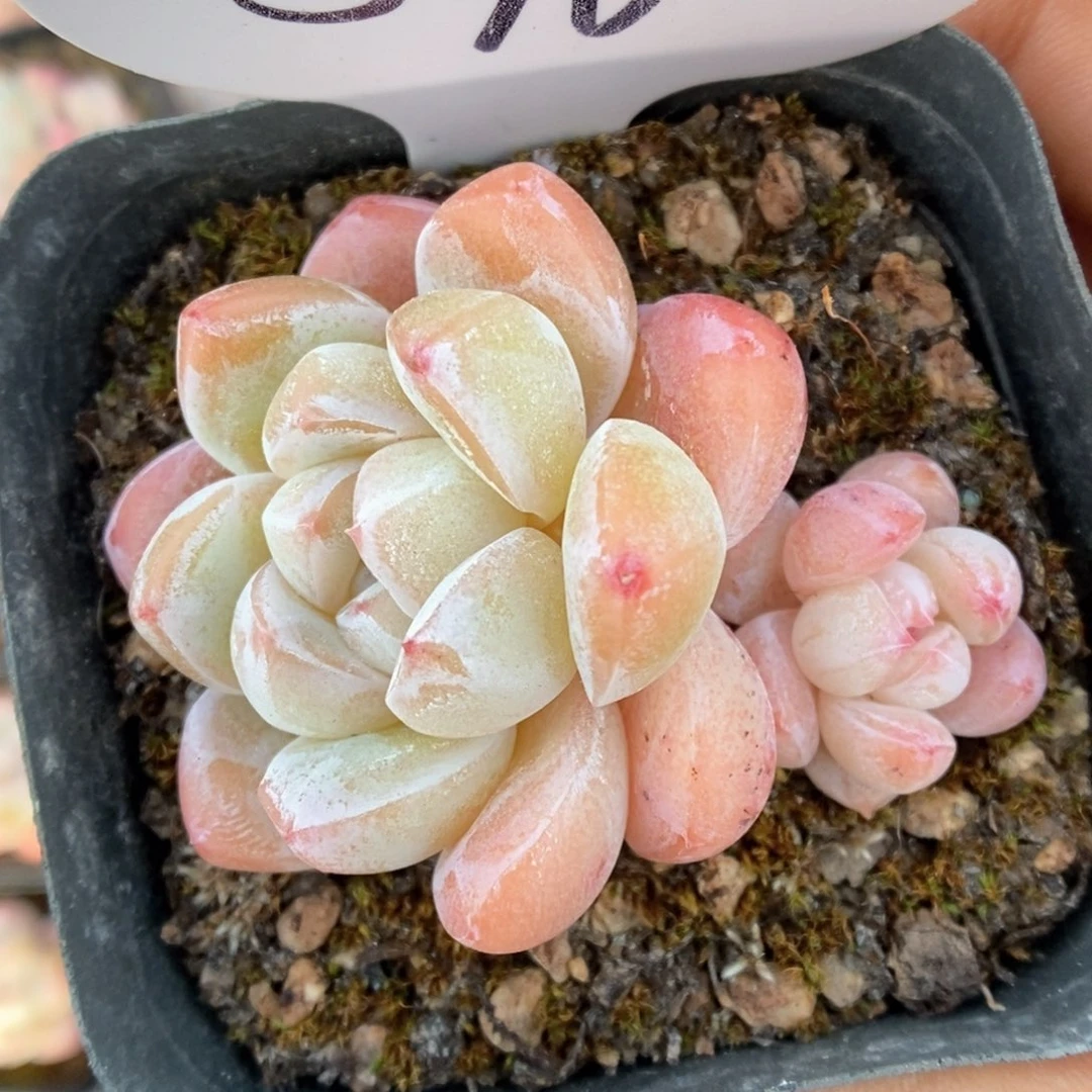 雪媚娘可拍570号。